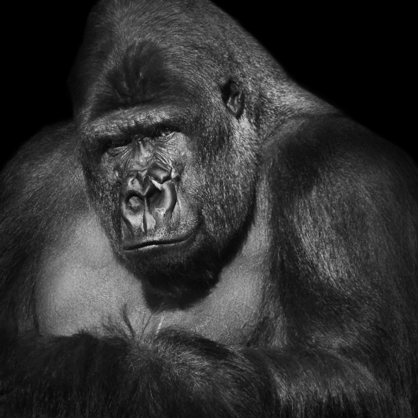 gorilla 3-2023 6956